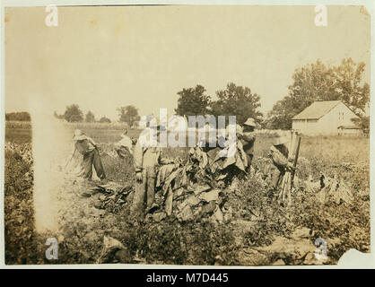 Rassemblement du groupe à la ferme du tabac de Daniel Barrett, Spottsville, Ky., Star Itinéraire. Il s'agit d'un locataire. Tous les garçons appartiennent à d'autres familles et ira à Bluff City School, Div. 2, Henderson Co. LOC CLB.00511 Banque D'Images