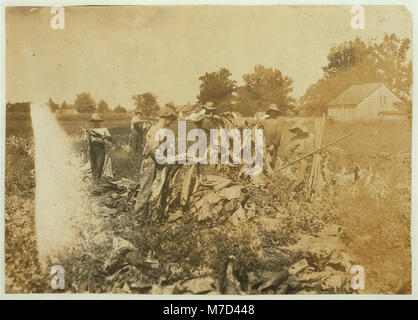 Un groupe de garçons cueillant du tabac à la ferme de Daniel Barrett à Spottsville, Kentucky. L'image montre les garçons travaillant ensemble sur la ferme, avec l'intention d'aller à Bluff City School dans le comté de Henderson. Daniel Barrett est locataire sur la ferme. Banque D'Images