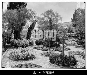 Jérusalem (El-Kouds). Vieil olivier au jardin de Gethsémani LOC.06702 matpc Banque D'Images