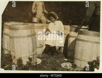 Marie Noël, près de 4 ans. Prend parfois des canneberges. Elle est maintenant ramasser les petits fruits déversées à l'barils par grand-père. Grand-père dit : "Je fais la à choisir parfois, oui.' LOC CPH.3A01108 Banque D'Images