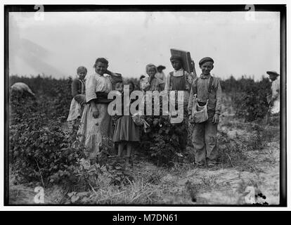 Une famille polonaise, dont MRS Bissie, travaille dans les champs agricoles près de Baltimore pendant l'été. Ils ont également travaillé à Biloxi, Mississippi, pendant deux ans, contribuant à l'industrie agricole dans les deux régions. Banque D'Images