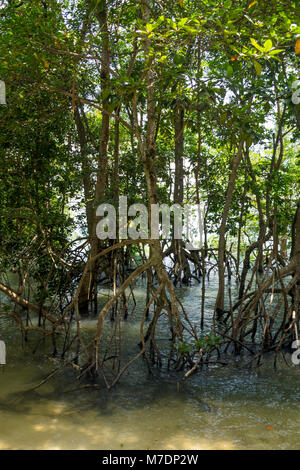 Les mangroves dans Chek Jawa terres humides sur l'île de Pulau Ubin, Singapour. Banque D'Images