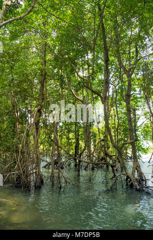 Les mangroves dans Chek Jawa terres humides sur l'île de Pulau Ubin, Singapour. Banque D'Images