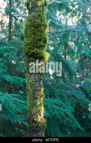 Tronc d'arbre dans le nord-ouest du Pacifique (Oregon, USA) Banque D'Images