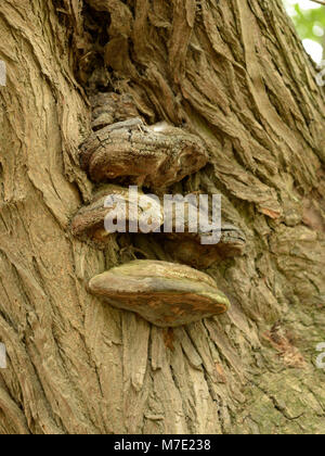 Phellinus igniarius, Willow Champignon sur un tronc de saule Crack Banque D'Images