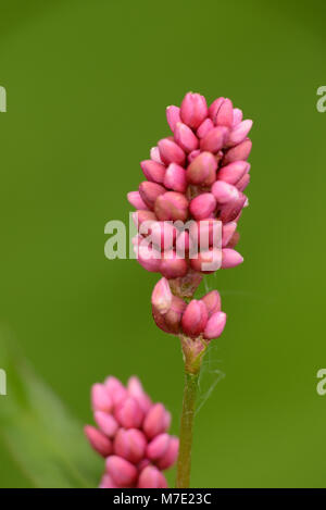 Chevalier arlequin, Persicaria maculosa Banque D'Images