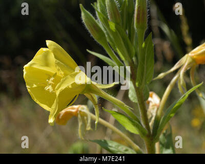 Common Evening-primrose, Oenothera biennis Banque D'Images