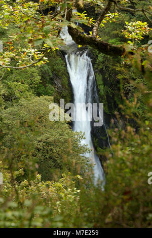 Une cascade sur la Mynach Falls à Devil's Bridge à travers les arbres Banque D'Images