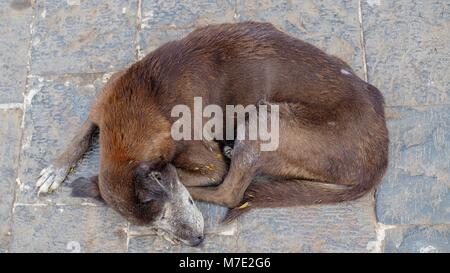 Gros plan du chien de rue dormir. Banque D'Images