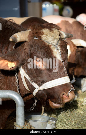 Portrait de vache ou boeuf Maine-Anjou, aka Rouge des prés en France, au Salon International de l'Agriculture de Paris Banque D'Images