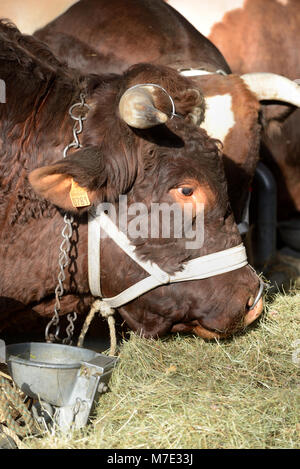 Portrait de vache ou boeuf Maine-Anjou, aka Rouge des prés en France, au Salon International de l'Agriculture de Paris Banque D'Images