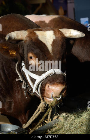 Portrait de vache ou boeuf Maine-Anjou, aka Rouge des prés en France, au Salon International de l'Agriculture de Paris Banque D'Images