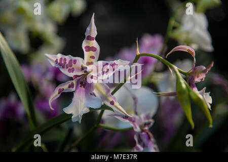 Orchidée Odontoglossum Orchidée au festival à Kew Gardens 2018 Banque D'Images
