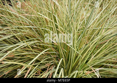 Carex oshimensis Evergold Banque D'Images