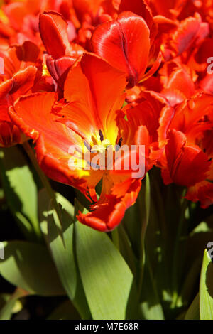 Tulipe rouge Rococo Parrot Banque D'Images