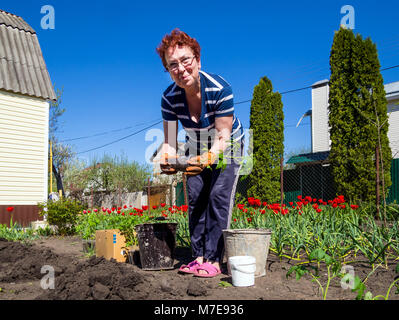 Voronezh (Russie - Mai 04, 2017 : La plantation d'une tomate dans le jardin Banque D'Images