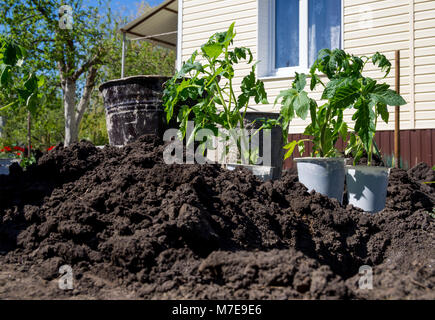 Plants de tomates préparés pour les semis en pleine terre Banque D'Images
