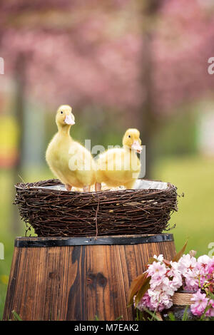 Trois petits canetons dans un parc au printemps dans un nid, arbres en fleurs Banque D'Images