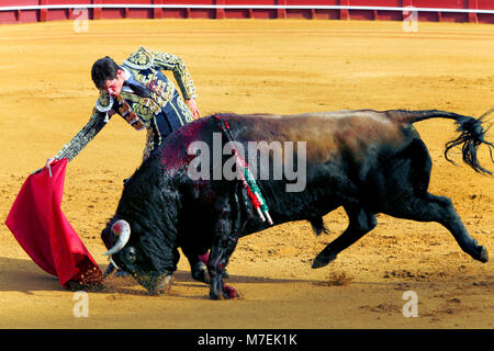 Au cours de corrida Feria de Abril Foire d'Avril de Séville, la Plaza de toros de la Real Maestranza de Caballería de arènes de Séville, Séville, Espagne Banque D'Images