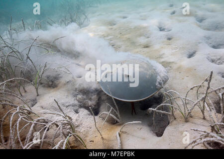 Limule dans les Mangroves, Limulus polyphemus, Cancun, Yucatan, Mexique Banque D'Images