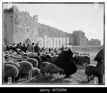 Des brebis, à l'extérieur de la porte d'Hérode. LOC.07353 matpc Banque D'Images