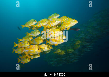 Banc de Panamic Porkfish, Anisotremus taeniatus, Cabo Pulmo, Baja California Sur, Mexique Banque D'Images