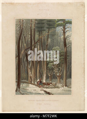 Une scène hivernale représentant des voyageurs gênés dans une forêt de pins, illustrant les défis des voyages hivernaux au début du XXe siècle. L'image capture un moment dans l'environnement difficile de la nature. Banque D'Images