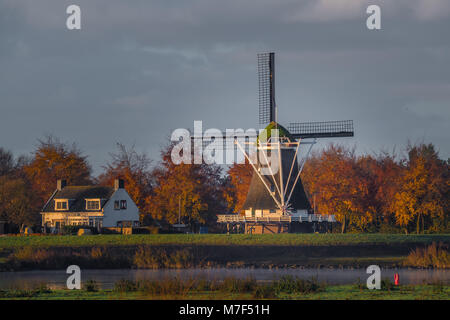 Moulin De Olde Zwarver à Kampen, Pays-Bas sur un début de matin d'automne. Les arbres aux couleurs de l'or dans l'arrière-plan et de l'IJssel River dans le foregroun Banque D'Images