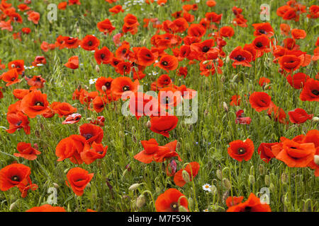 Les yeux rouges de nice coquelicots dans le champ de pavot Banque D'Images