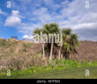 DUBLIN, IRLANDE - 6 mars 2018 : arbres exotiques au parc naturel d'Irishtown dans Dublin. Banque D'Images