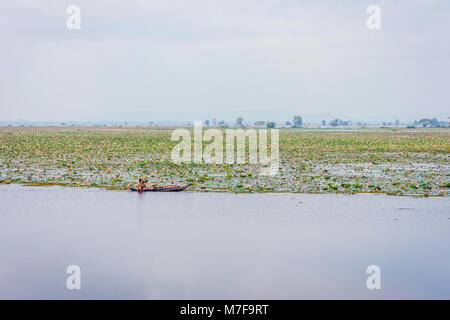 Bateau dans le lac rempli de fleurs de lotus, Kamping Puoy lake, Battambang Banque D'Images