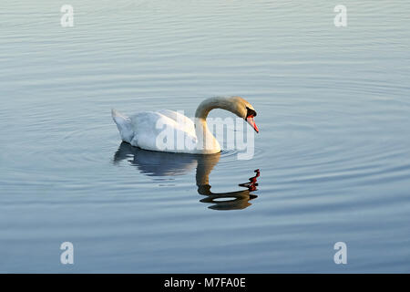 Des cercles sur l'eau avec un cygne à l'intérieur Banque D'Images