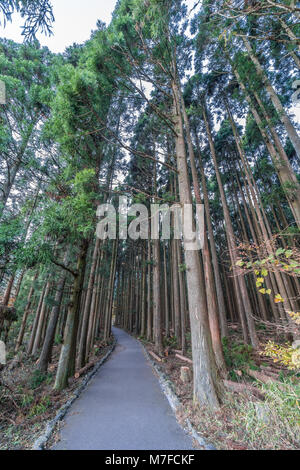 Belle forêt de pins et de cèdres japonais près de Lac Tanuki (Tanukiko à Tokai) Sentier Nature, préfecture de Shizuoka, Fujinomiya-shi, Japon Banque D'Images