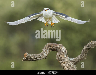 Homme Black-winged Kite (Elanus caeruleus) prend son envol avec des ailes déployées Banque D'Images