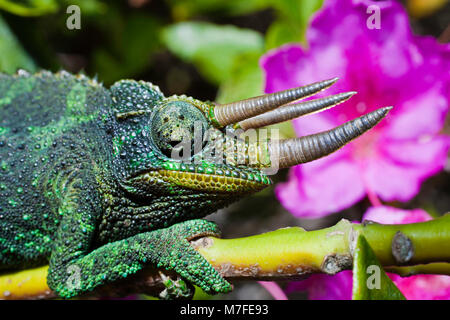 Un homme Jackson's Chameleon, Chamaeleo jacksoni, Maui, Hawaii. Cette espèce est indigène de l'Est de l'Afrique. Banque D'Images