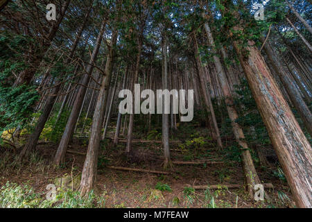 Belle forêt de pins et de cèdres japonais près de Lac Tanuki (Tanukiko à Tokai) Sentier Nature, préfecture de Shizuoka, Fujinomiya-shi, Japon Banque D'Images