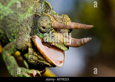 Un homme Jackson's Chameleon, Chamaeleo jacksoni, Maui, Hawaii. Cette espèce est indigène de l'Est de l'Afrique. Banque D'Images