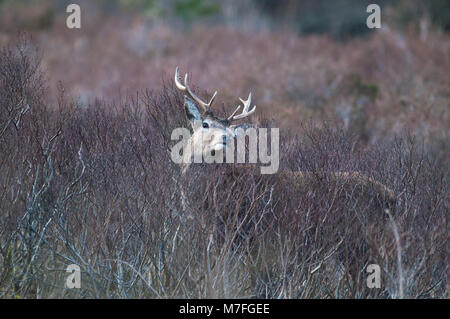 Red Deer mâle photographié dans le 'l' Great Glen de Glencoe, l'après-midi du 9 mars 2018 Banque D'Images