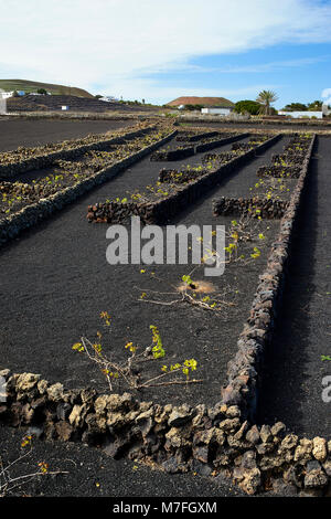 Vignoble de La Vegueta, Lanzarote, îles Canaries, Espagne. Murs en pierre sèche protéger les vignes contre les forts vents du commerce. Le frêne noir Banque D'Images