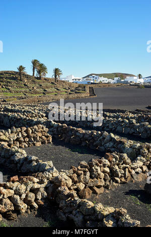 Petits champs protégés par des murs en pierre sèche, près de Mancha Blanca, Lanzarote, îles Canaries, Espagne. Les champs sont couverts dans le frêne noir, appelé fonds engagés ou Banque D'Images