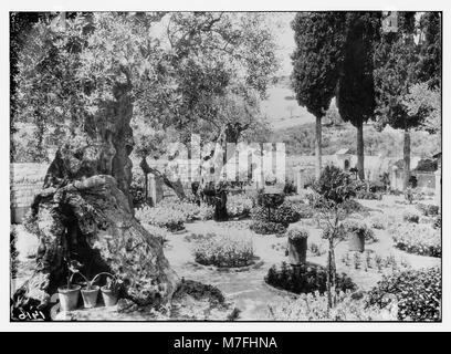 Le terrible fléau des sauterelles en Palestine, mars-juin, 1915. Jardin de Gethsémané LOC.14429 matpc Banque D'Images