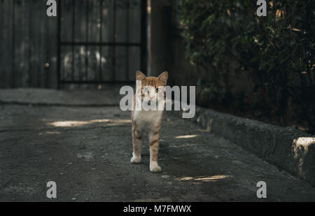 Chat blanc orange dans l'arrière-cour Banque D'Images