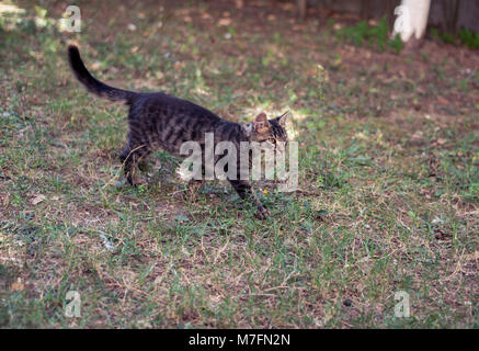 Brown Tabby Cat Hunting Banque D'Images