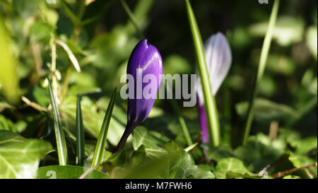 Le safran (Crocus sativus Crocus, fleur de crocus) en fleur. Suzanne's garden, Le Pas, Mayenne, Pays de la Loire, France. Banque D'Images