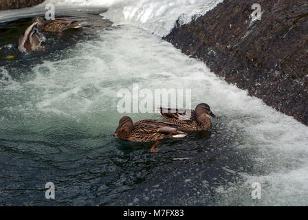 Les canards colverts nager en hiver dans le canal de la ville parc avec cascade artificielle Banque D'Images