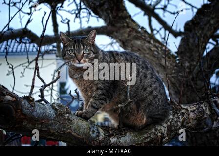 Chat tigré sur une branche d'un arbre en hiver - flocons tomber Banque D'Images