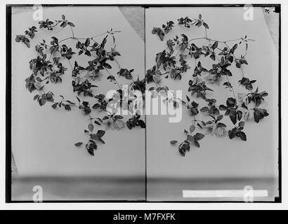 Fleurs sauvages de la Palestine. Clematis cirrhosa (C. L.). LOC.02406 matpc Banque D'Images