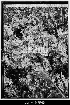 Fleurs sauvages de la Palestine. Vénus le miroir (Specularia speculum-veneris) LOC.00191 matpc Banque D'Images