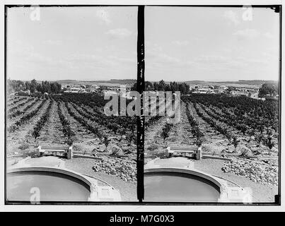 Les colonies sionistes sur Sharon. Borochov. Montrant culture orange. LOC.02672 matpc Banque D'Images