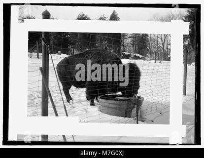 Une photographie de buffles dans un zoo, mettant en valeur ces grands animaux dans un environnement contrôlé pour le public. Banque D'Images